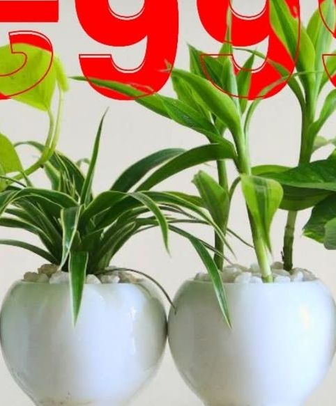 Spider &amp; lucky bamboo
