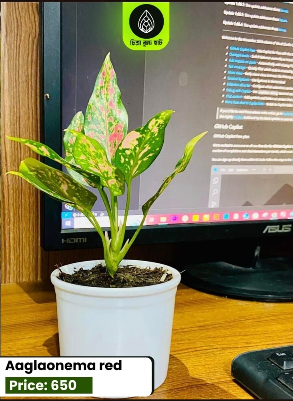 Aaglaonema red