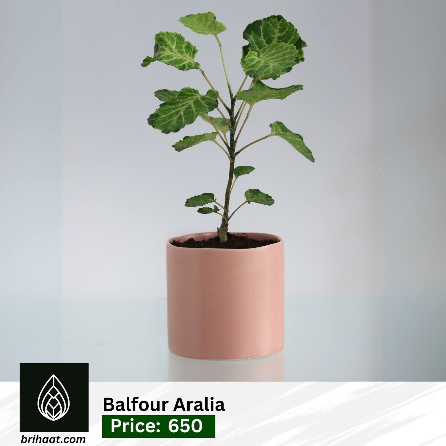 Balfour Aralia (White Tub)