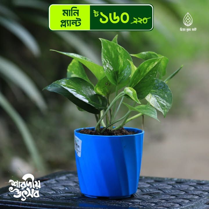 Money plant