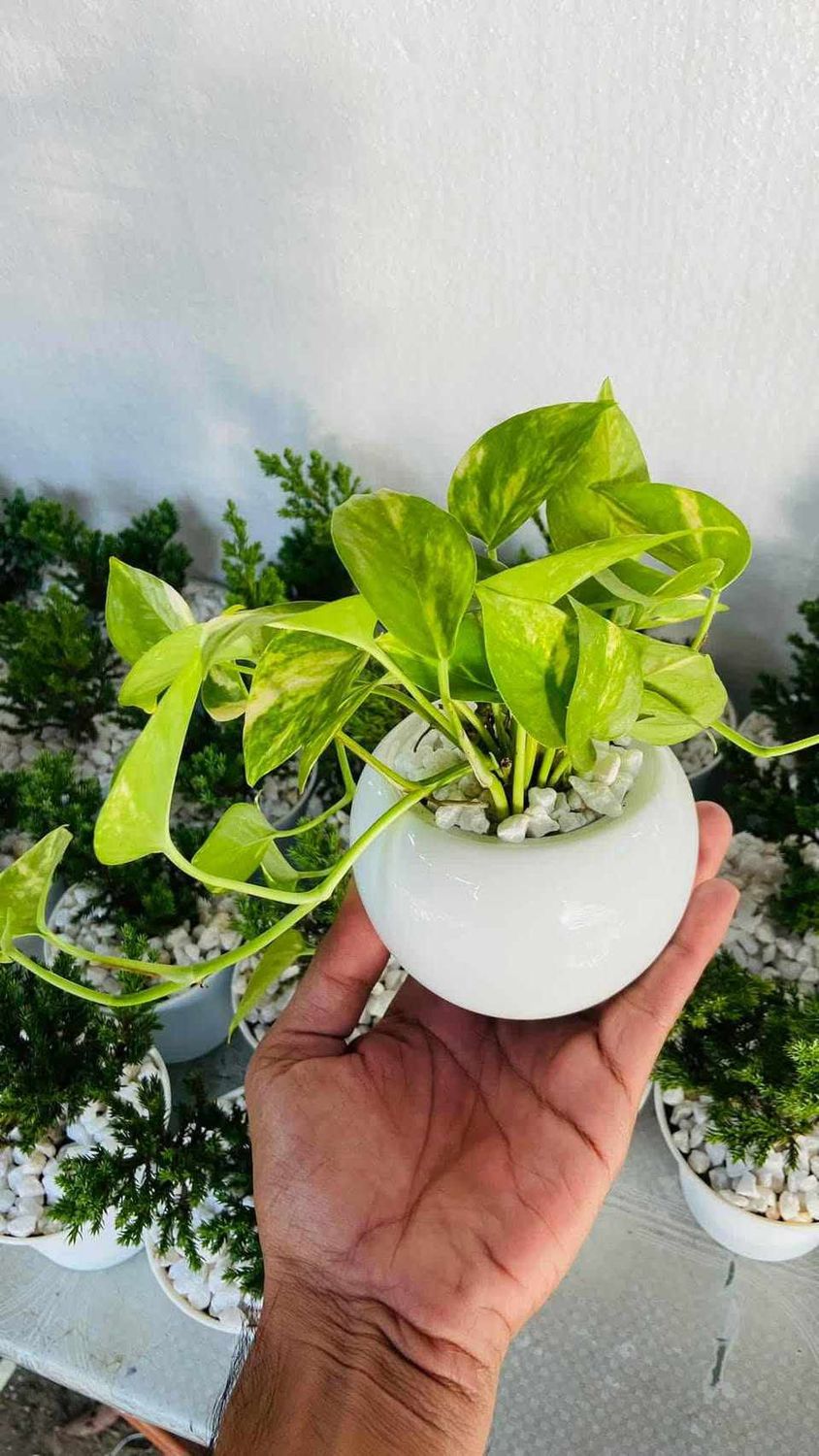 Money plant