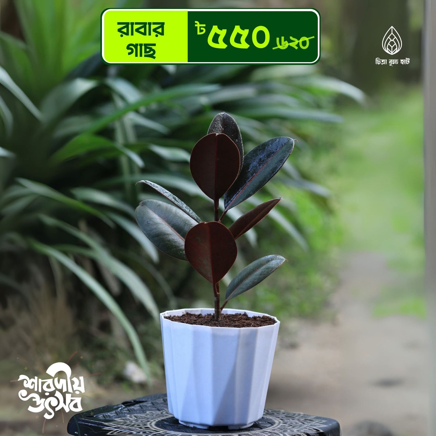 Rubber Plant