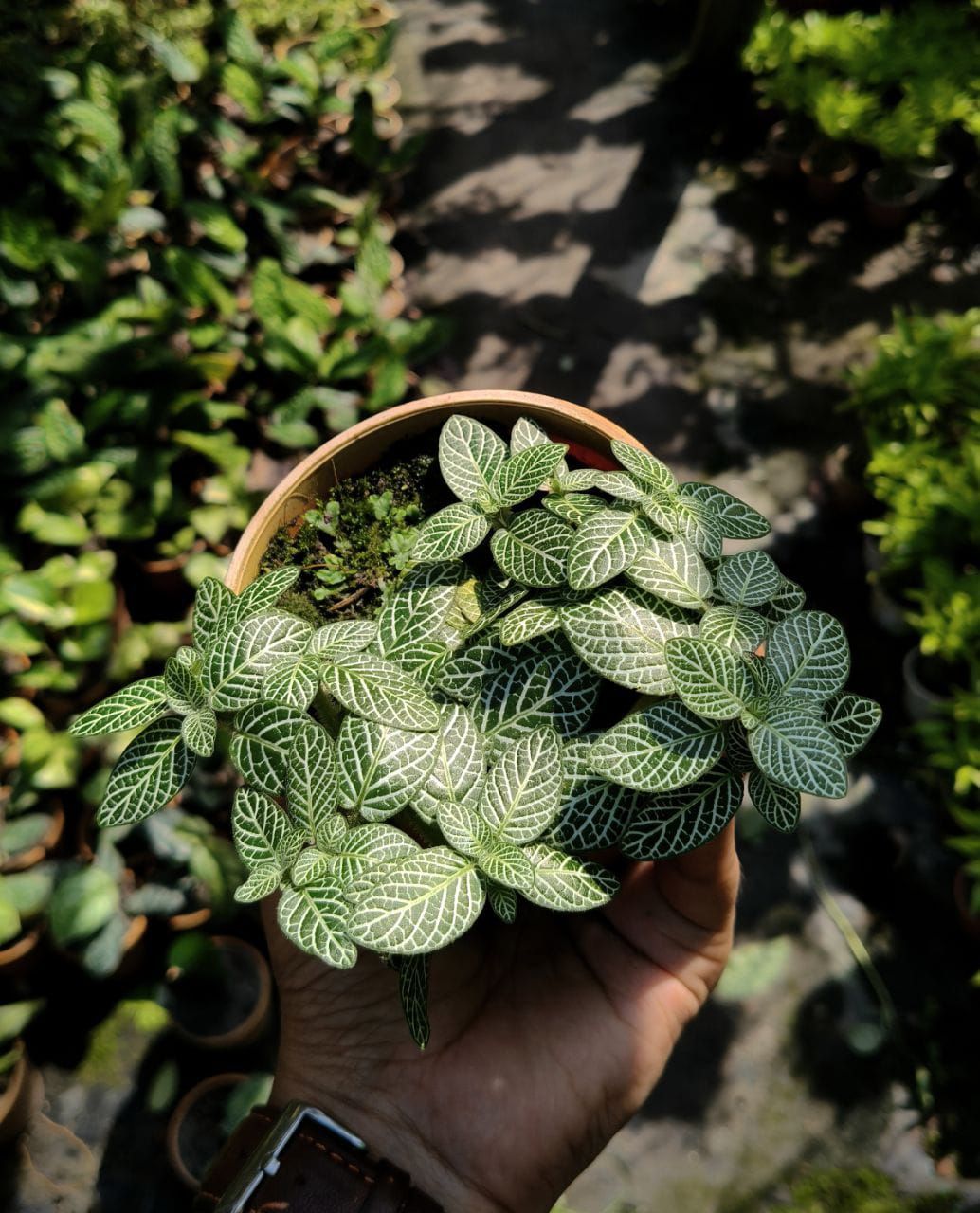 Fittonia