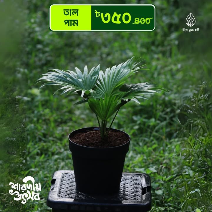Tal palm