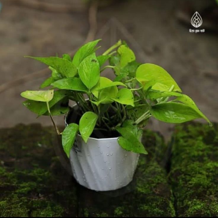 Neon pothos