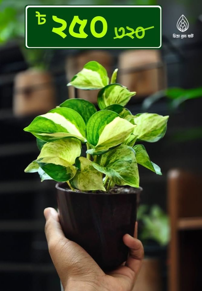 Money Plant