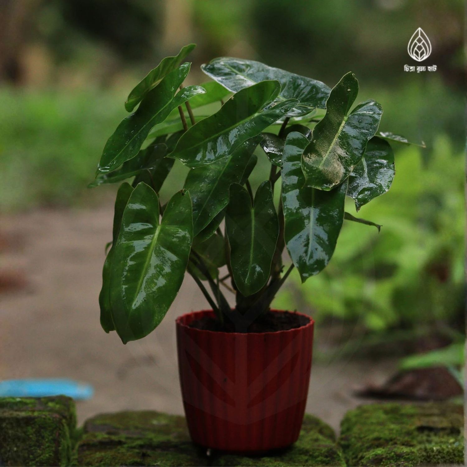 Philodendron Plant