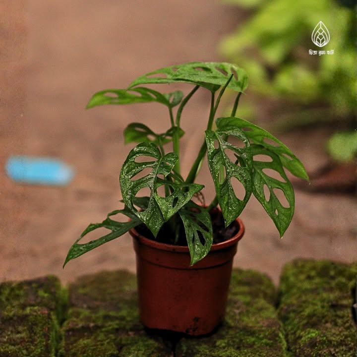 Monstera