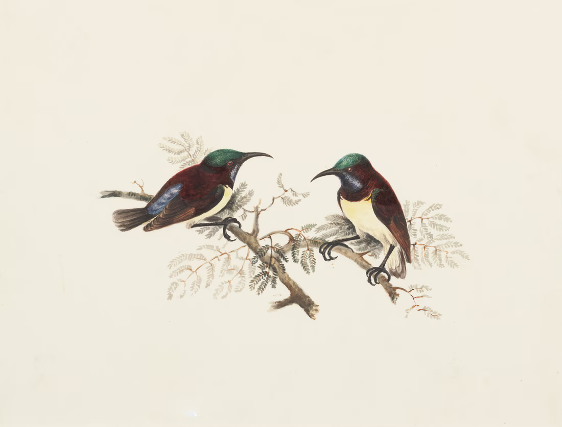 Sunbirds