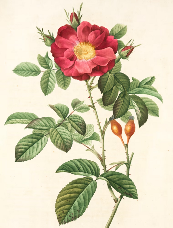Damascus Rose