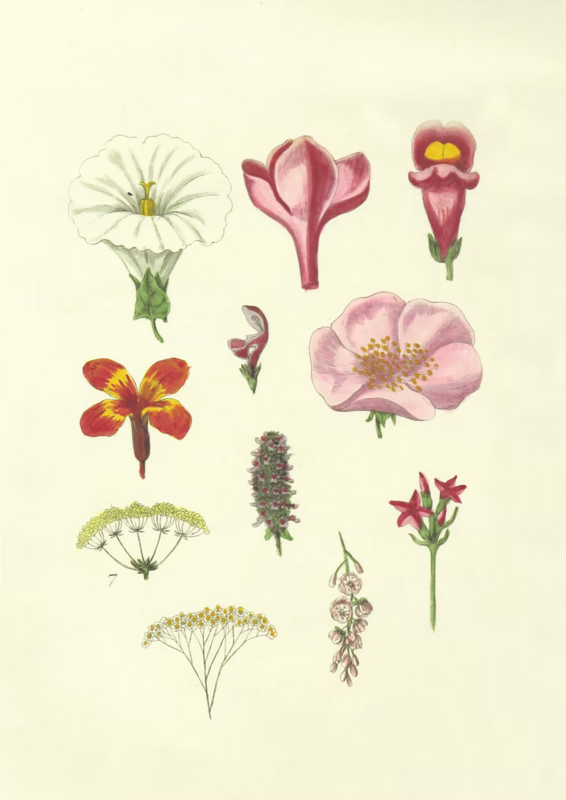 Flower buds