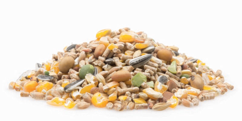 Wellness Legemischung Premium, 5 kg Wellness Legemischung Premium, 5 kg