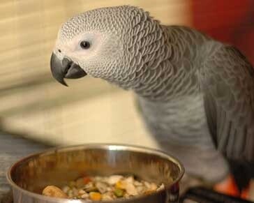 James. Male African Grey Parrot