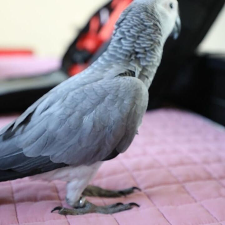 KoKo. Female african grey