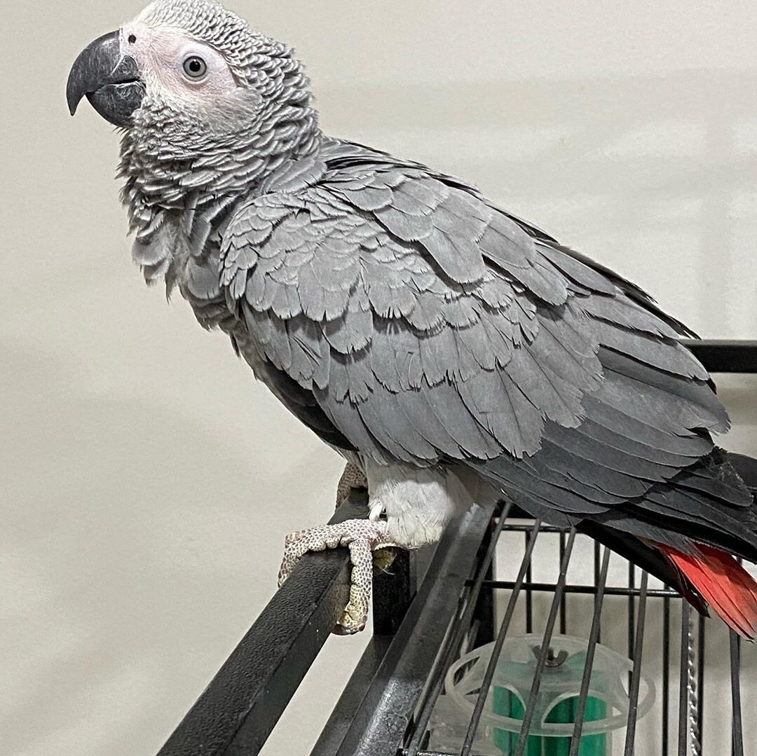 Blue. Male African Grey