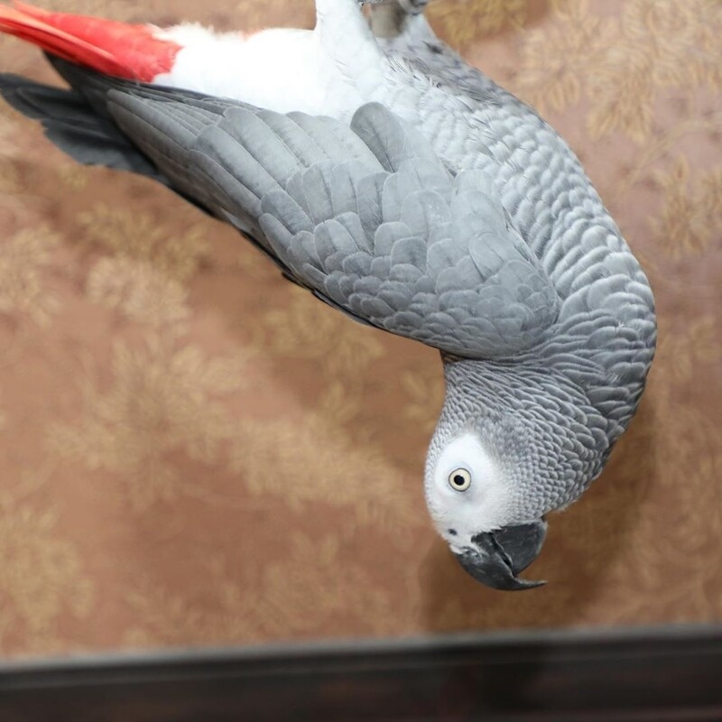 Nina. Female African Grey Parrot