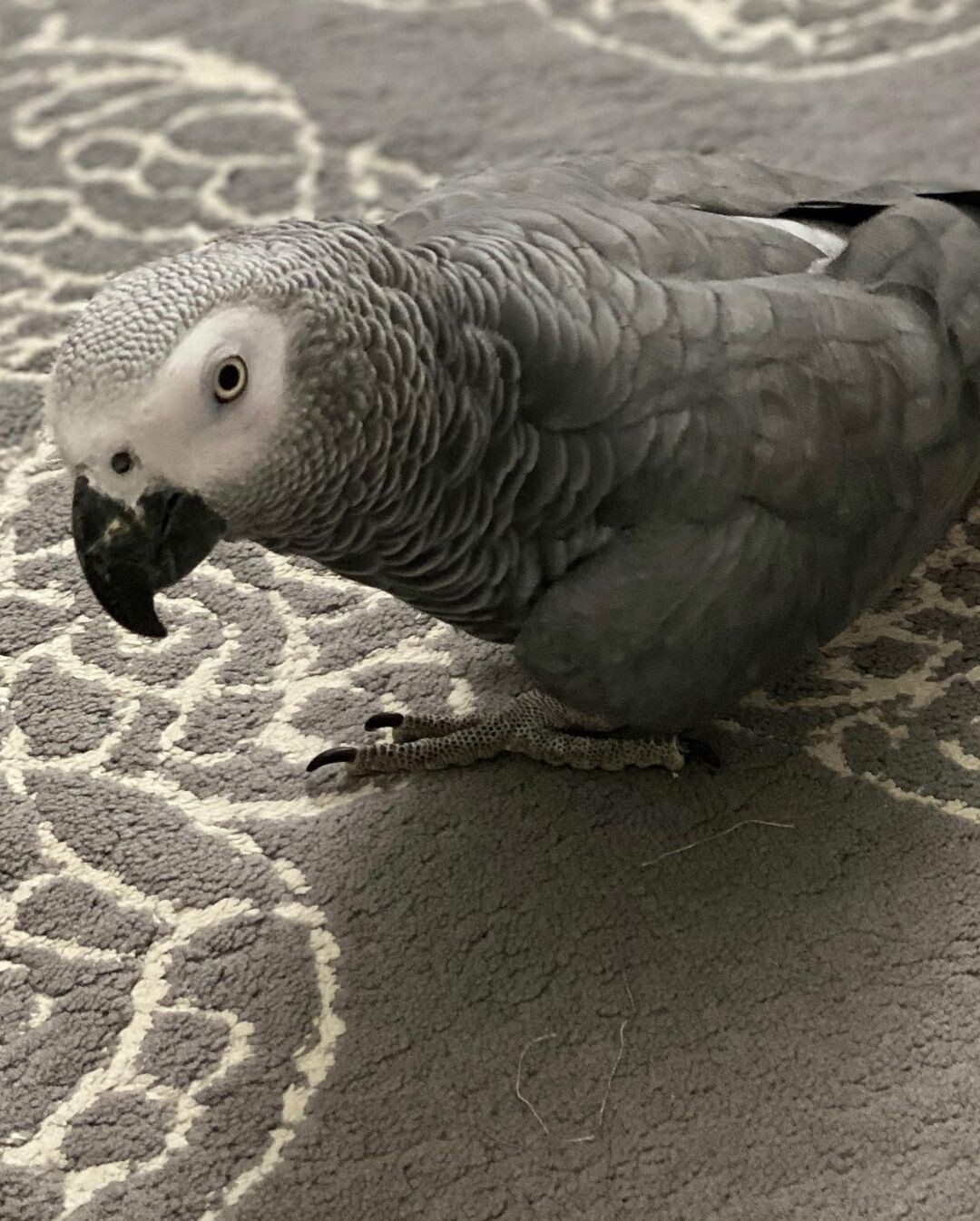Hans. Male African Grey