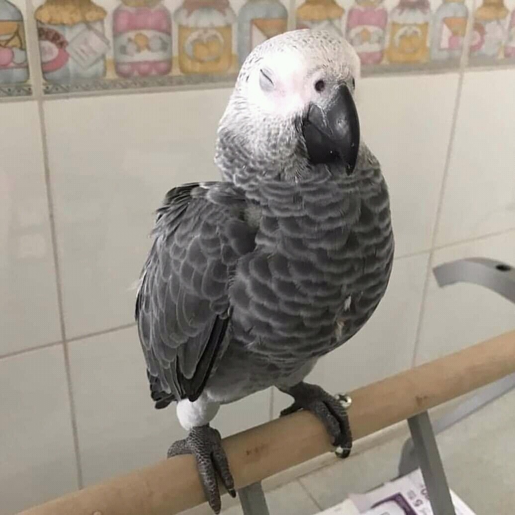 Kelly. Female African gray parrot