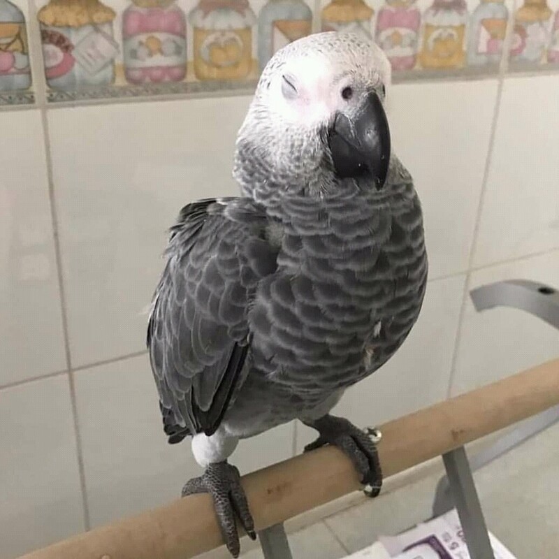 Kelly. Female African gray parrot