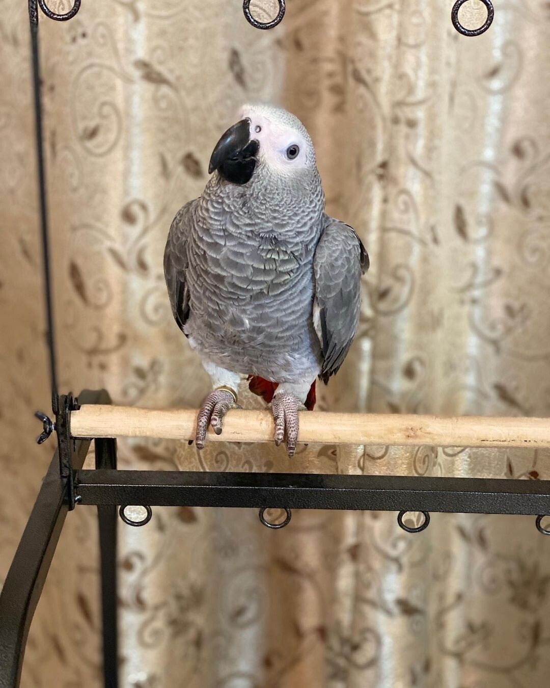 Billy. Male African grey parrot