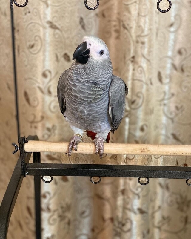 Billy. Male African grey parrot