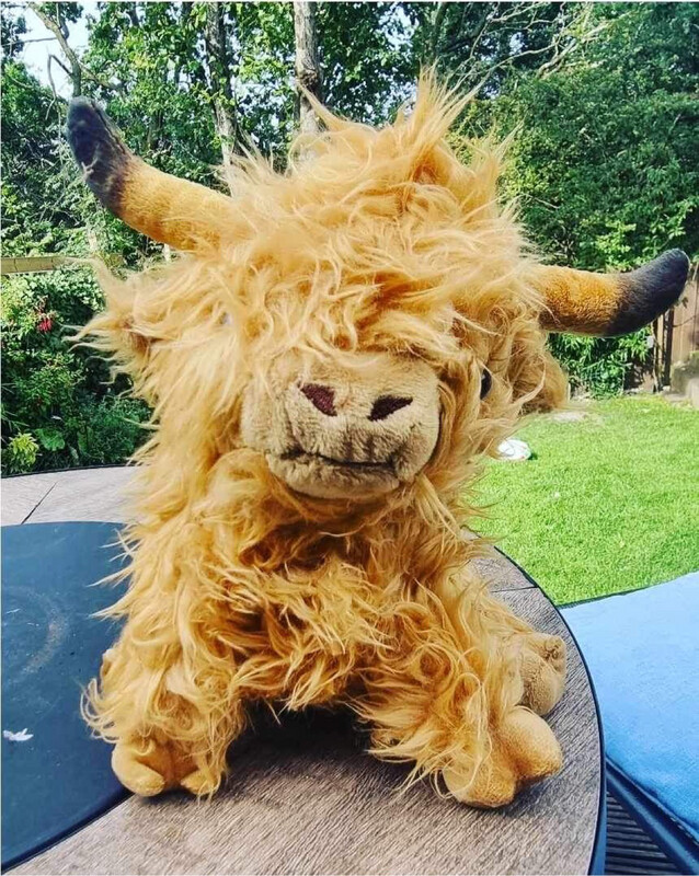 Highland Cow Stuffed Toy