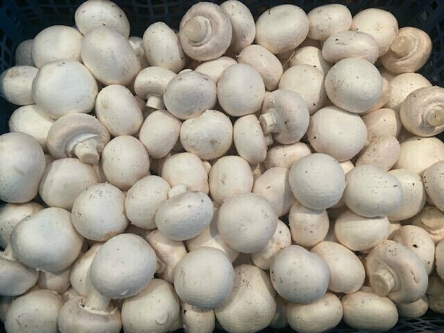 Champignons - weiß - derzeit kein Postversand - Champignons - weiß - derzeit kein Postversand -