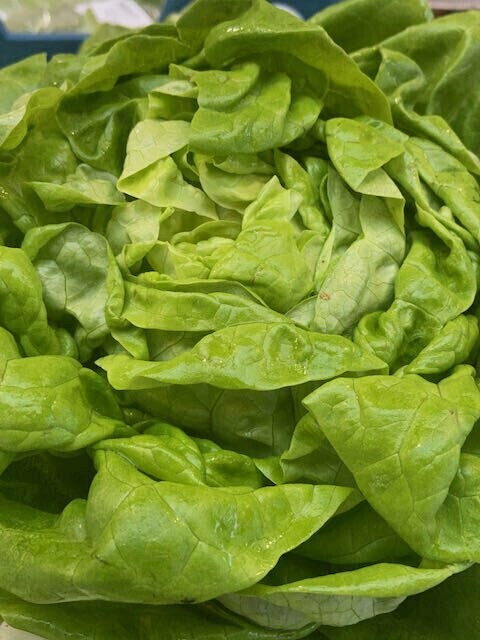 Kopfsalat aus Deutschland- kein Postversand - Kopfsalat aus Deutschland- kein Postversand -