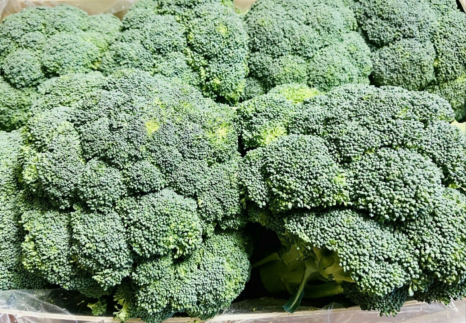 Broccoli - Versand möglich-