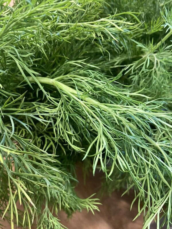 Dill - derzeit kein Postversand - Dill - derzeit kein Postversand -