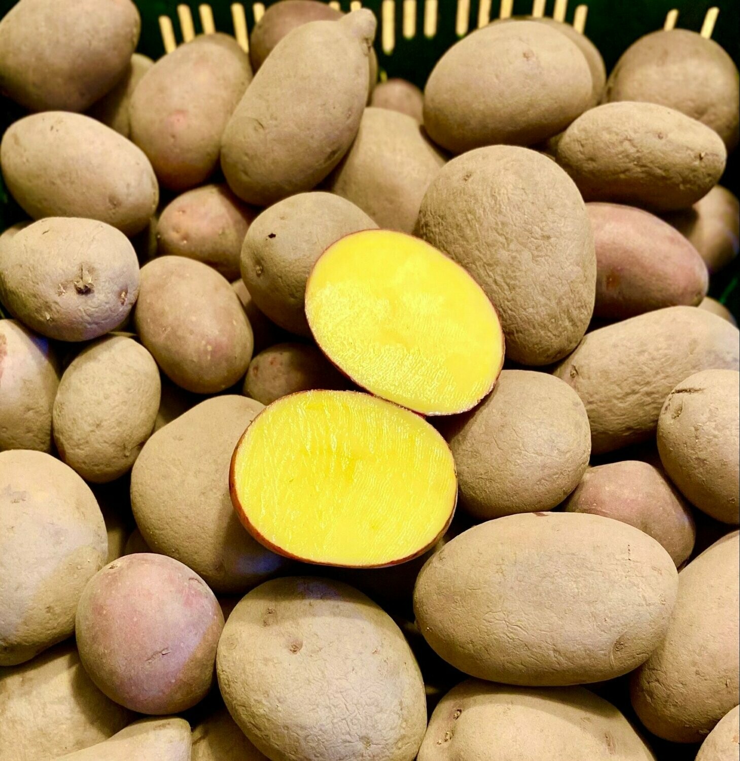 Heide - Kartoffeln "Laura" - rotschalig & lagerfähig - Versand möglich -