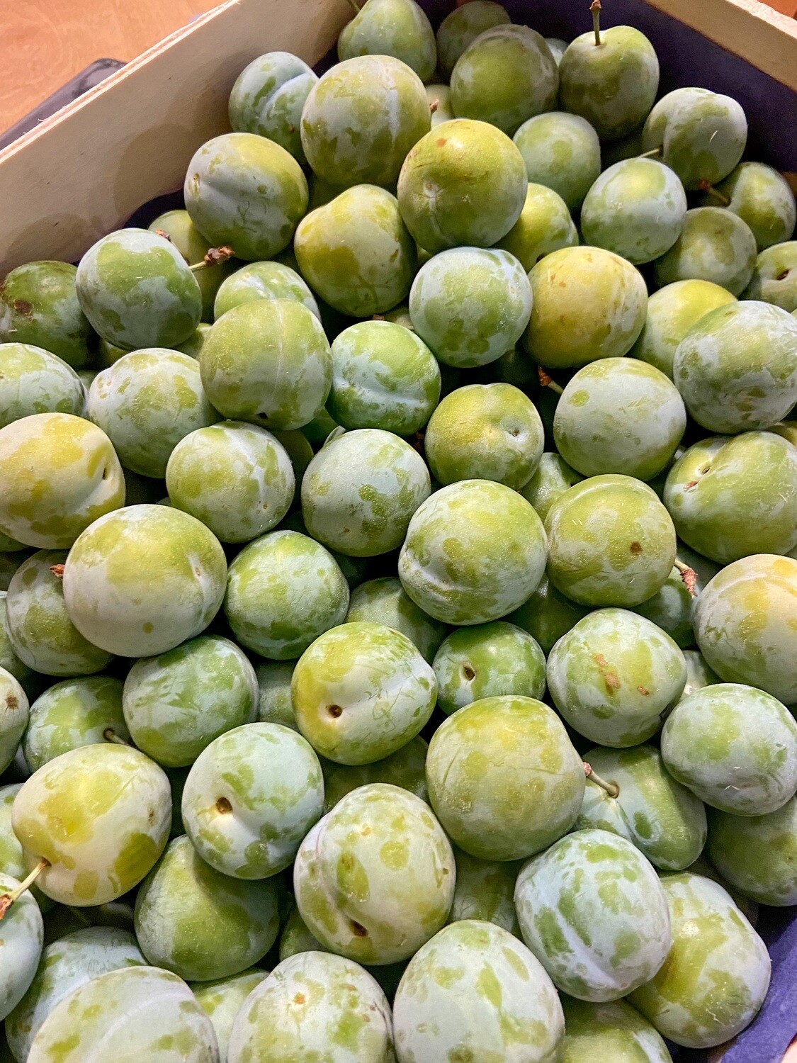 Renekloden aus Deutschland