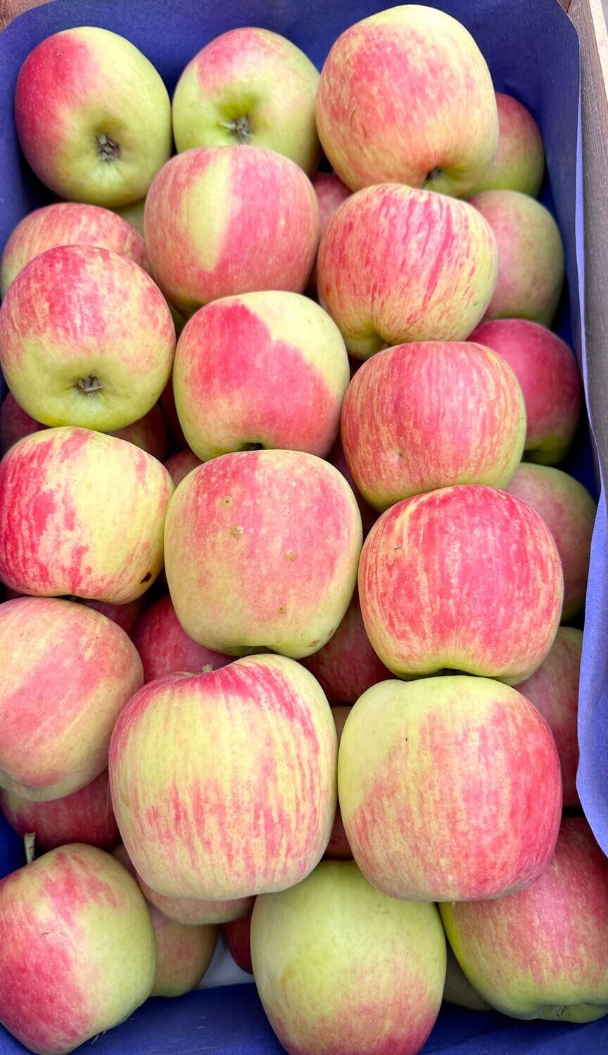 Delbar - ein herrlicher Sommerapfel - Versand möglich