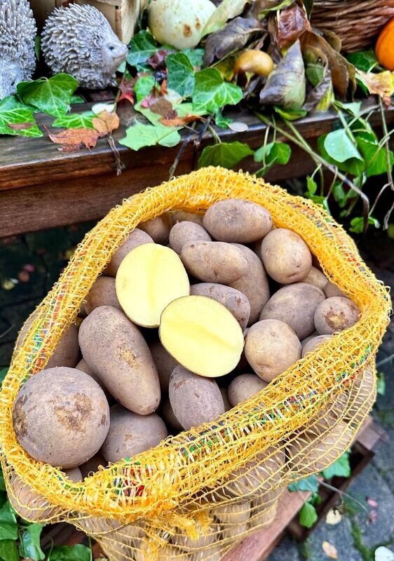 Heide -Kartoffeln - Heide -Kartoffeln - "Belana" im 12,5 Kg - Sack - festkochend + lagerfähig - Versand bis max 25 Kg möglich