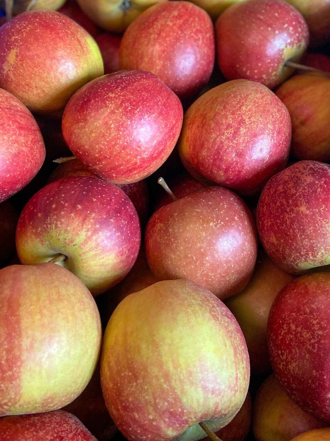 Braeburn - Versand möglich - Braeburn - Versand möglich -
