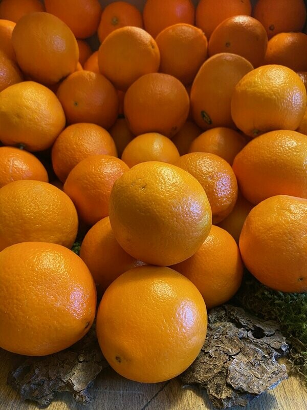 Orangen - kleine Früchte - prima zum Auspressen - derzeit kein Postversand - Orangen - kleine Früchte - prima zum Auspressen - derzeit kein Postversand -