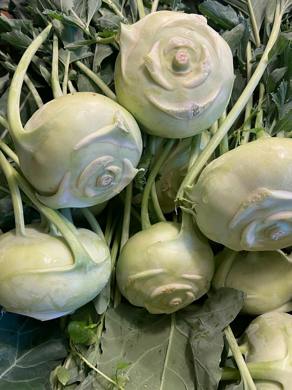 Kohlrabi aus Deutschland- derzeit kein Postversand - Kohlrabi aus Deutschland- derzeit kein Postversand -