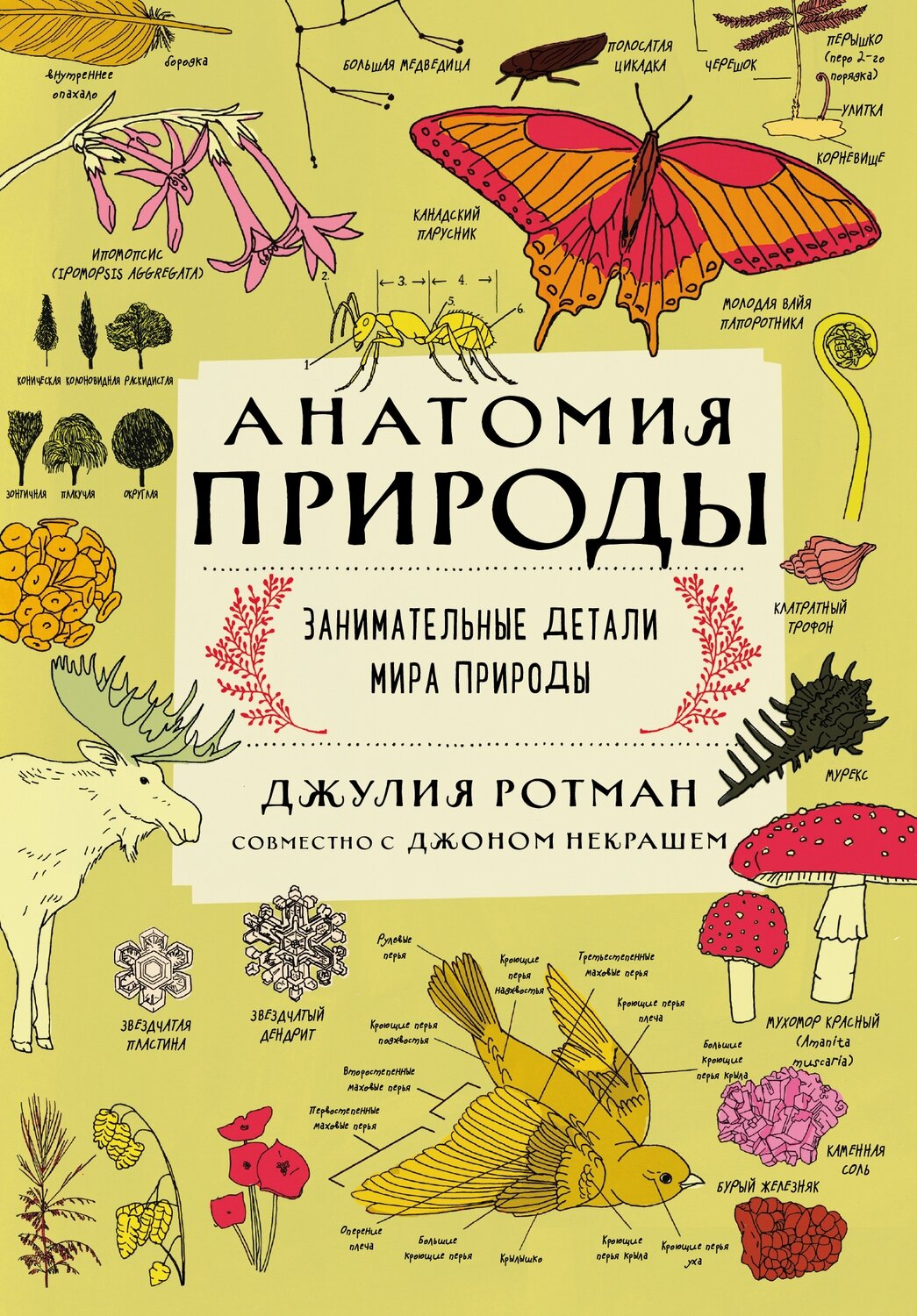 Анатомия природы. Занимательные детали мира природы / Ротман Д.