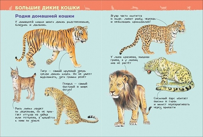 Кошки и котята