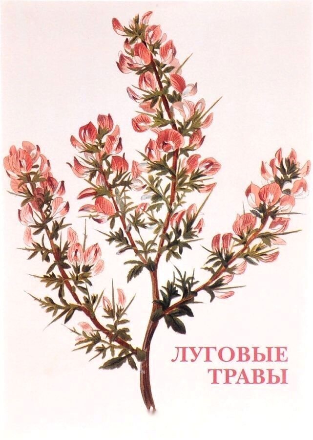 Луговые травы / Открытки