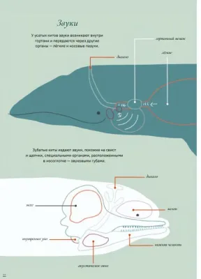 Киты и мы / Индиа Дежардан