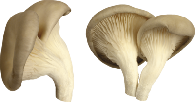 Champigon