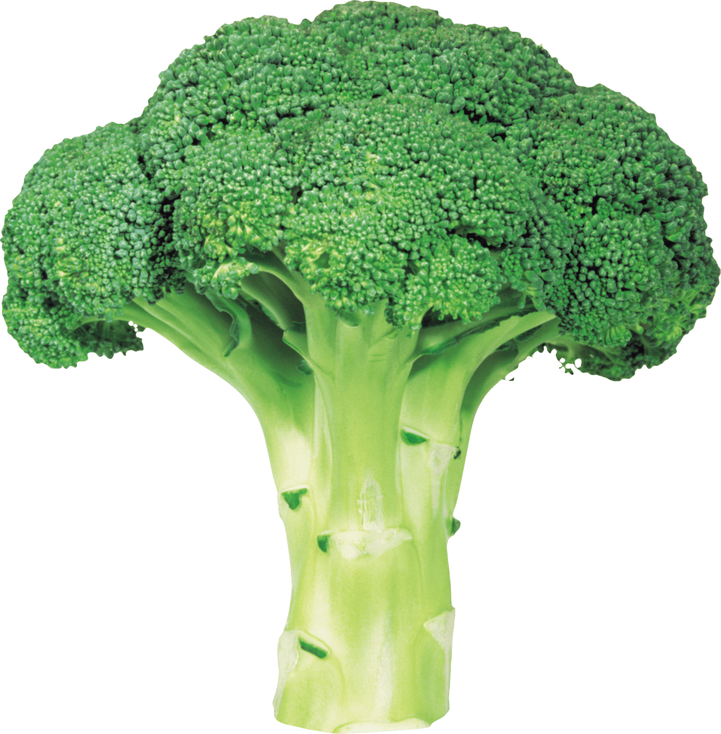Broccoli