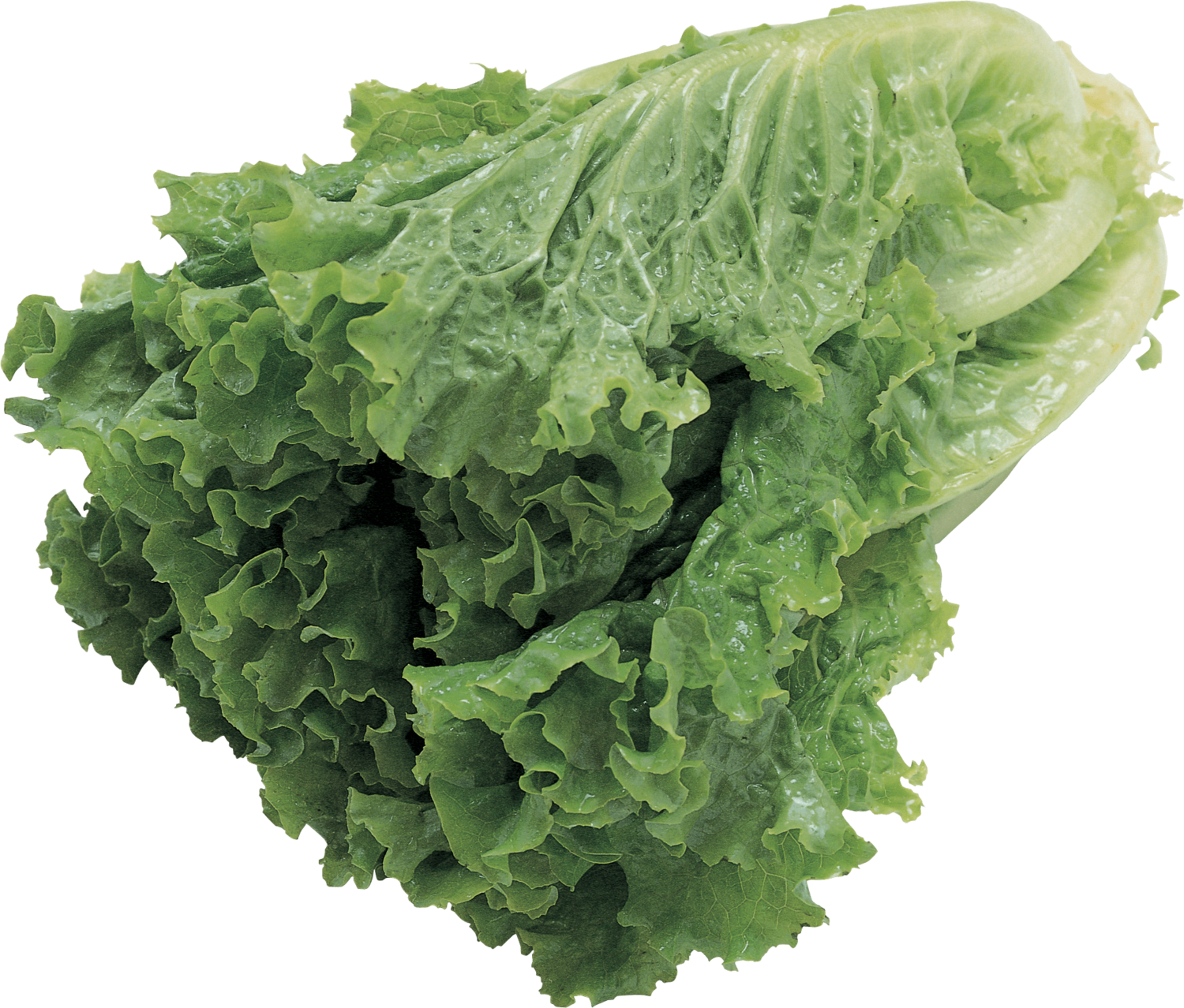 Salade verte