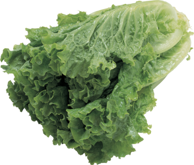 Salade verte