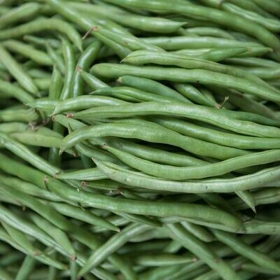 HARICOT VERT - لوبيا خضراء