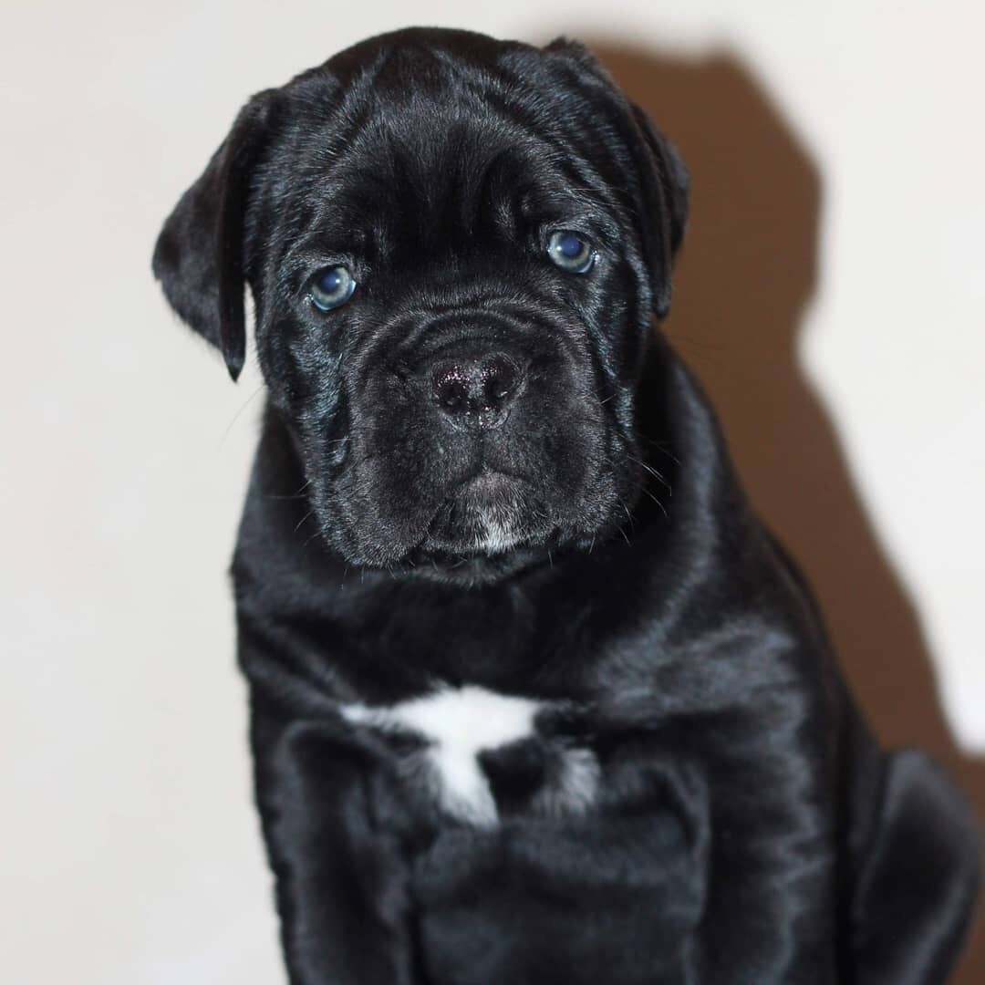Begz
Solid black Female