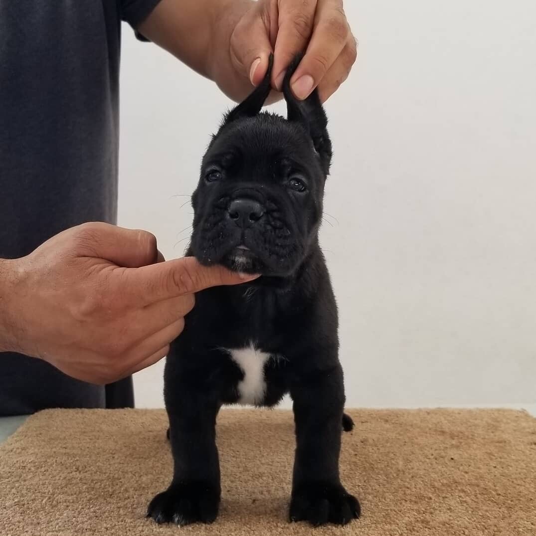 Begz
Solid black Female