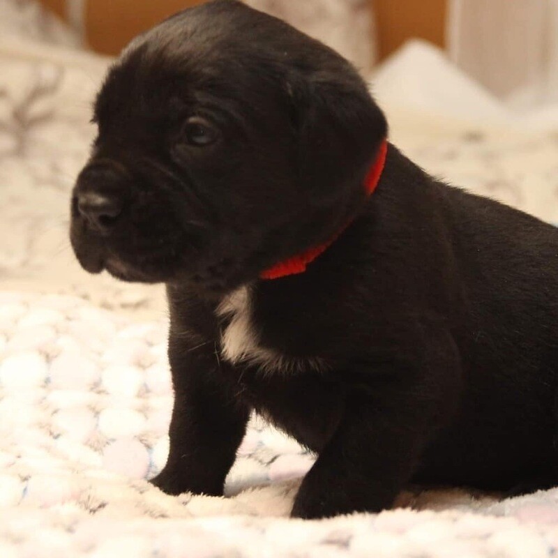 Kelsi Solid Black Female