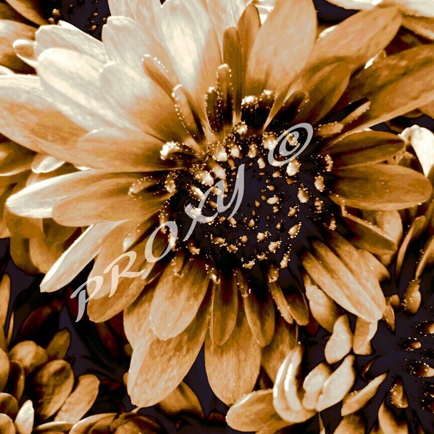 Fleurs